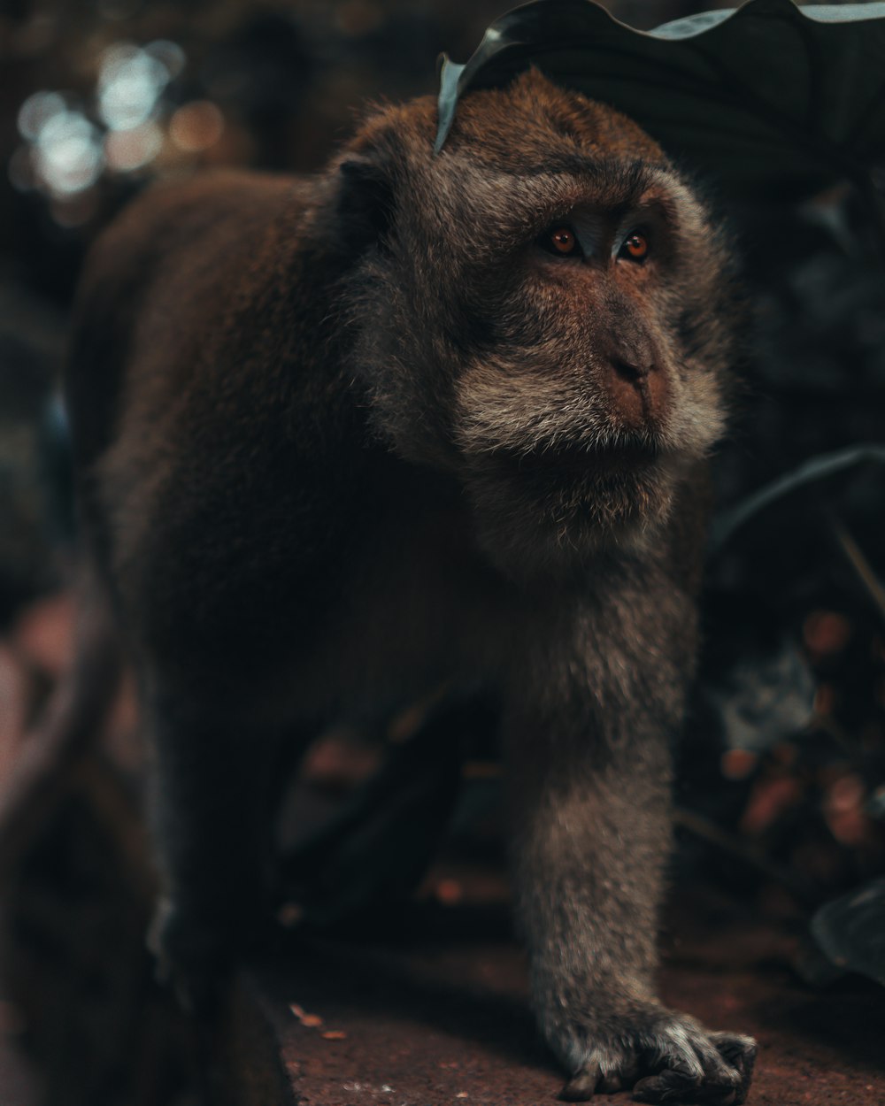 a monkey is standing on a tree branch
