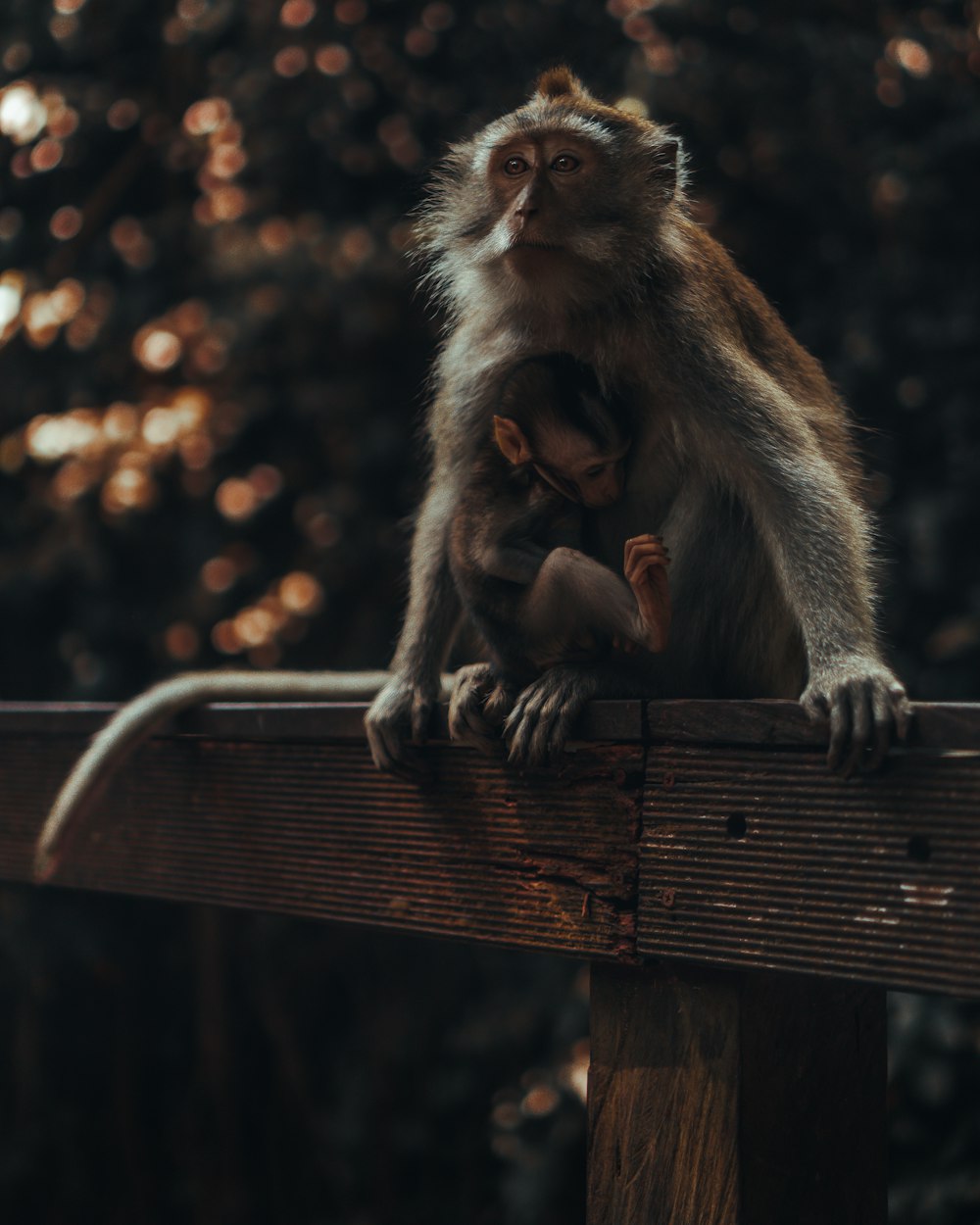 a couple of monkeys sitting on top of a wooden fence