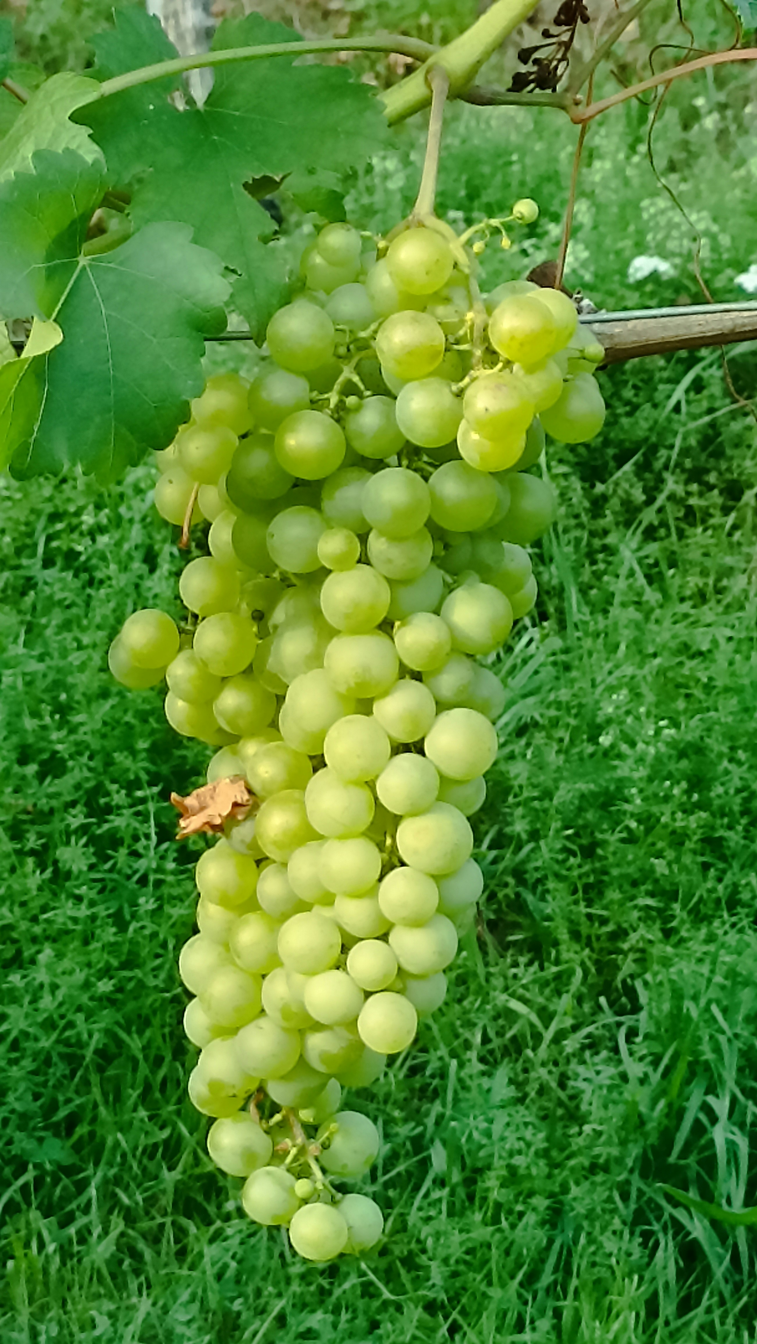 The Grapes of Health: Unveiling the Benefits for Everyone, from Casual Consumers to Athletes