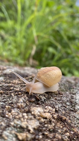 Close-up of Helix Original product with fresh snail and natural ingredient elements around it