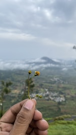 An artisan carefully harvesting edelweiss flowers by hand in a pristine mountain environment.