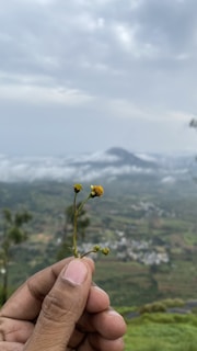 A close-up of a beautiful flower found on the Holy Mountain.