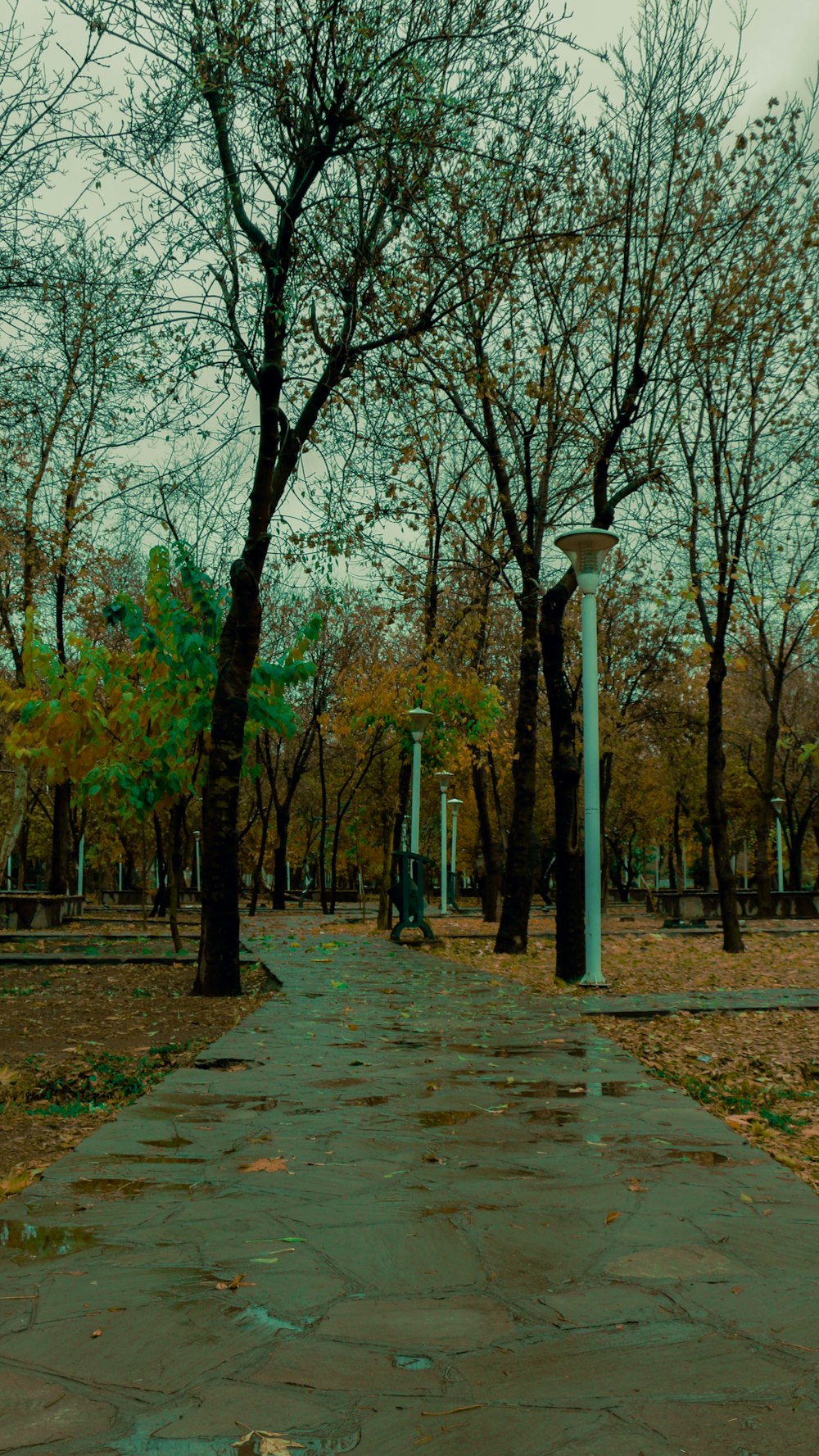 a walkway in a park surrounded by trees