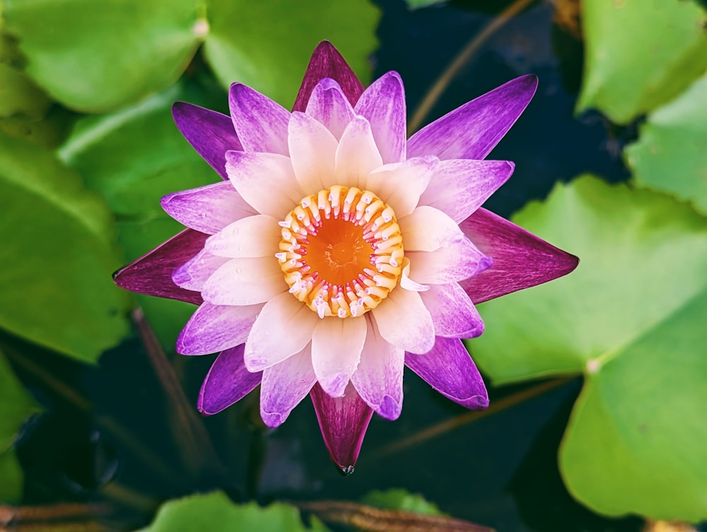 a purple and white flower surrounded by green leaves