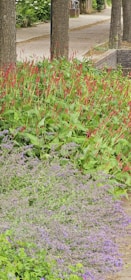 A beautifully designed outdoor space featuring a mix of ornamental plants and native Chilean flora.