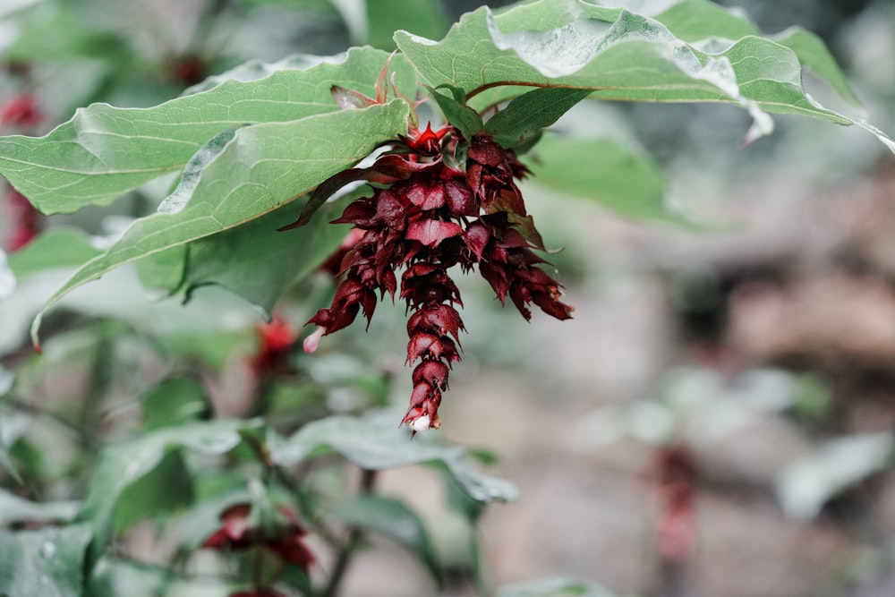 a close up of a plant with red flowers