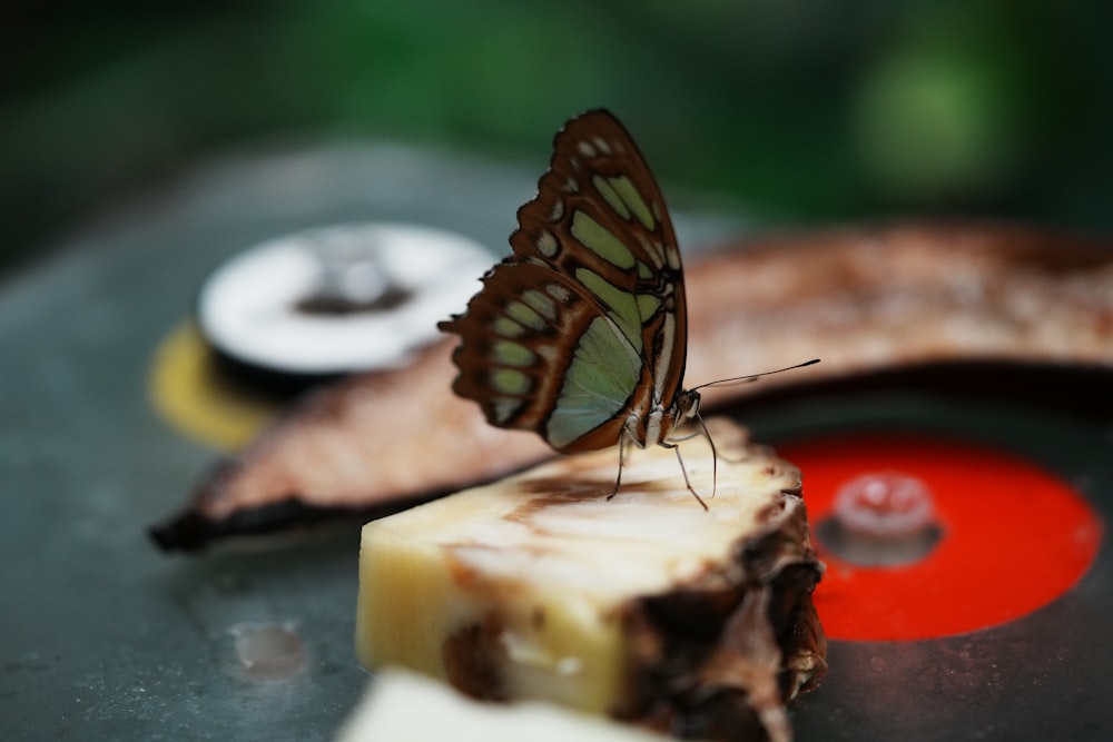 a butterfly sitting on top of a piece of food