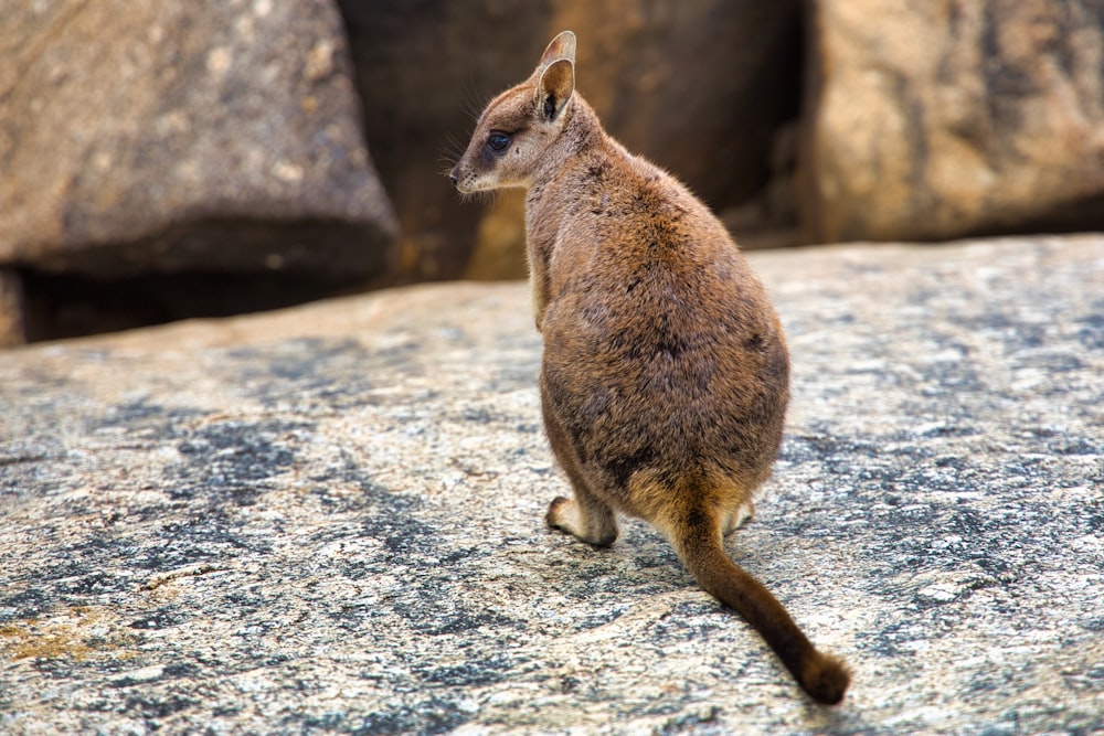 Un pequeño canguro de pie en la cima de una roca