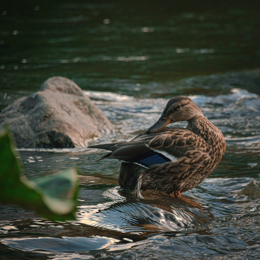 a duck sitting on top of a body of water