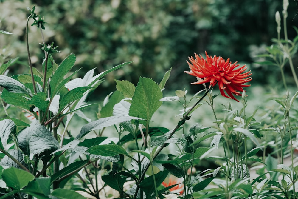 a red flower in the middle of a field