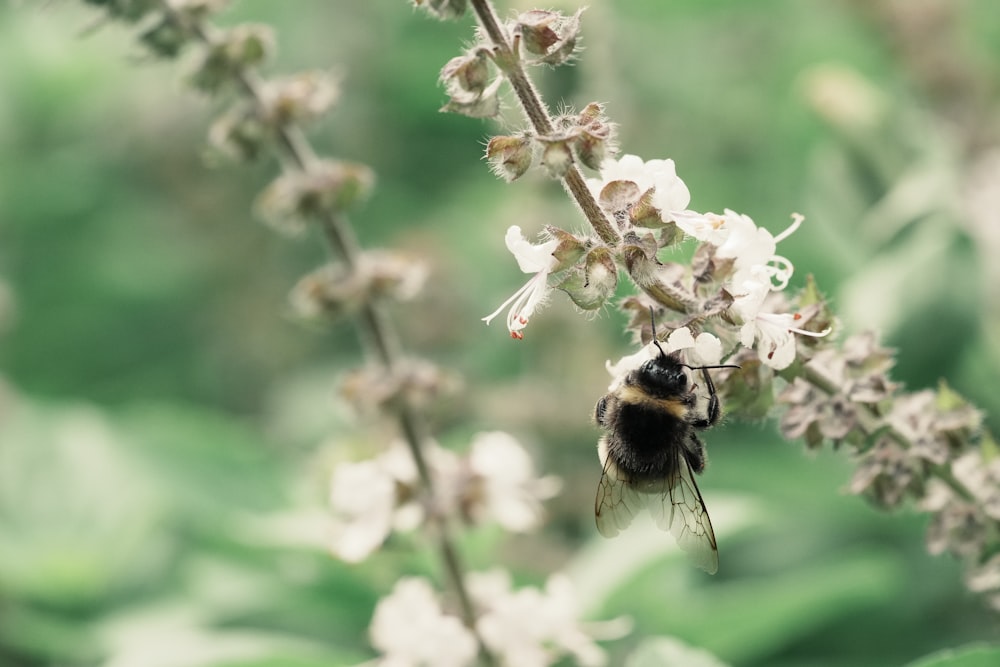 a bee that is sitting on a flower