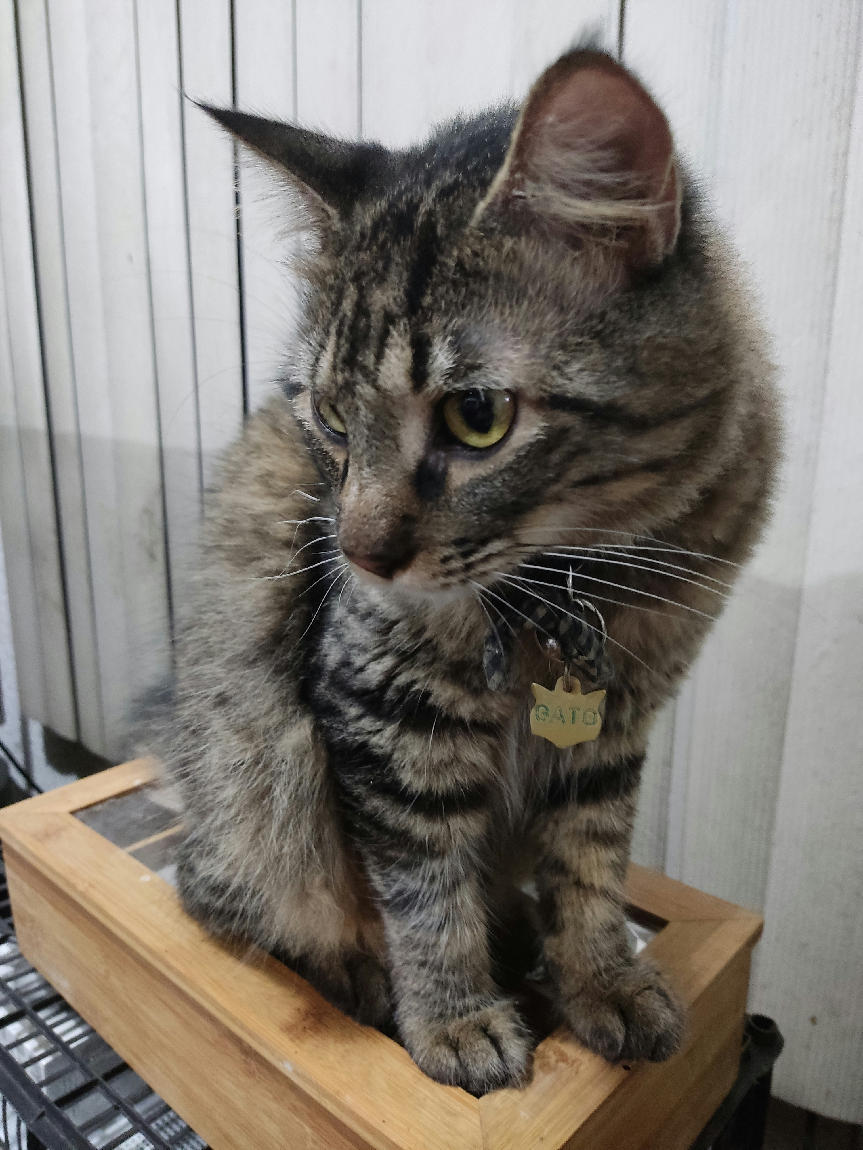Colesterol en Gatos: Todo lo que Debes Saber