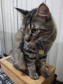 A tabby cat with a striped fur pattern is sitting on a wooden box. The cat is wearing a collar with a tag that says 'Gato'. It has large eyes and is looking intently to the side. The background features vertical wooden panels.