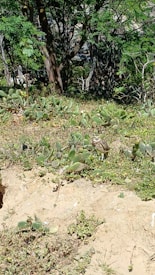 A small owl is nestled among a patch of green cactus plants in a natural setting. The ground is sandy with patches of vegetation, and there are several trees with dense foliage in the background, creating a shaded area.