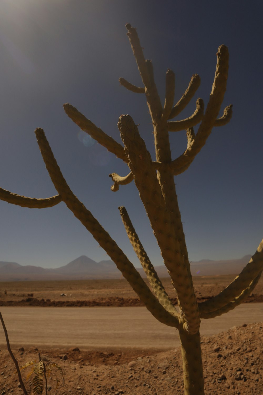 a large cactus in the middle of a desert