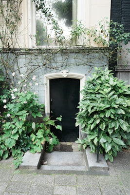 A small, arched basement door is surrounded by lush, green foliage and climbing plants. The house exterior features a large window above the door with vines reaching towards it. The paving stones leading to the door are slightly weathered, complementing the natural, overgrown appearance.
