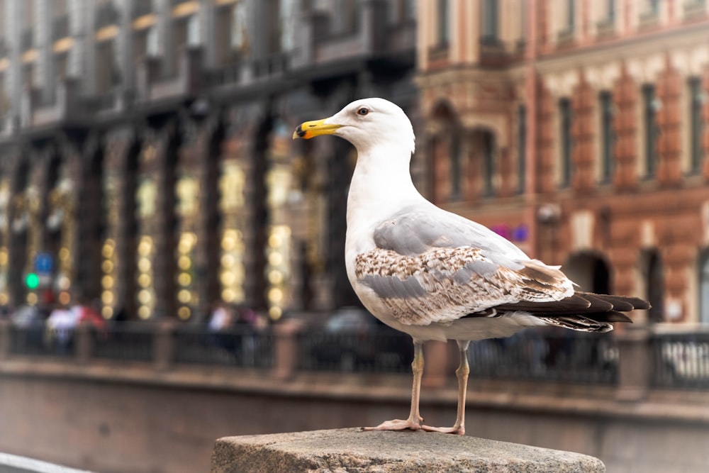 a seagull standing on a ledge in front of a building