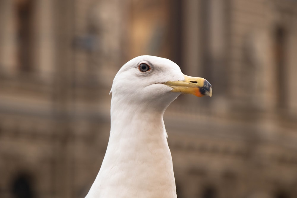 a close up of a seagull with a building in the background