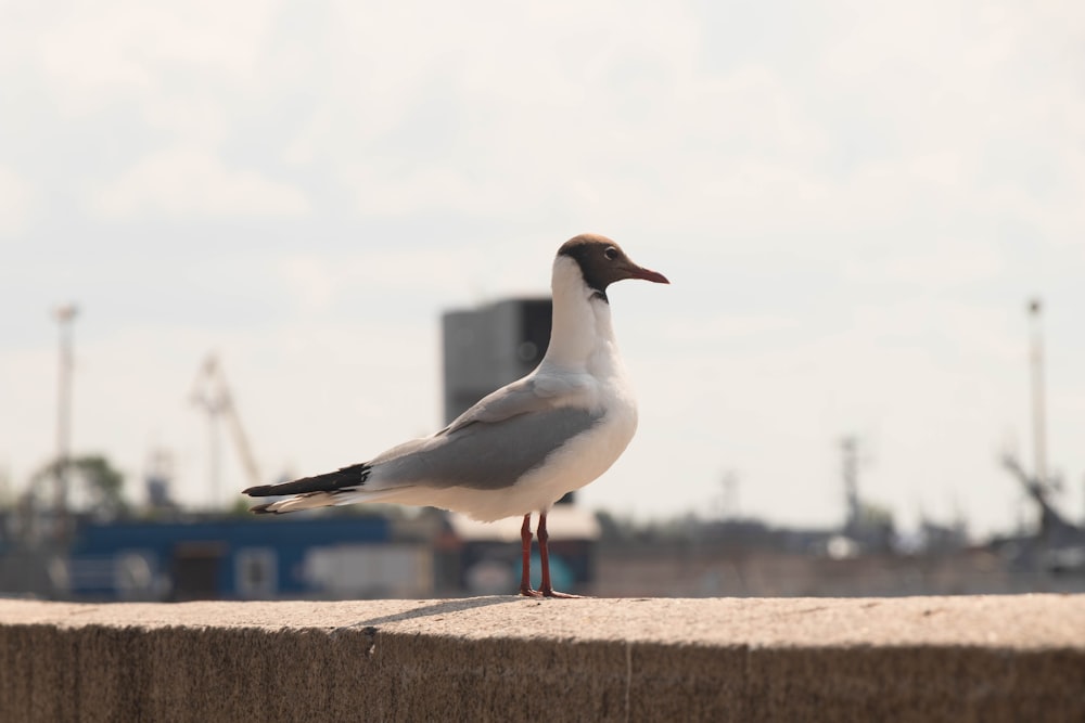 a seagull standing on a ledge in front of a city