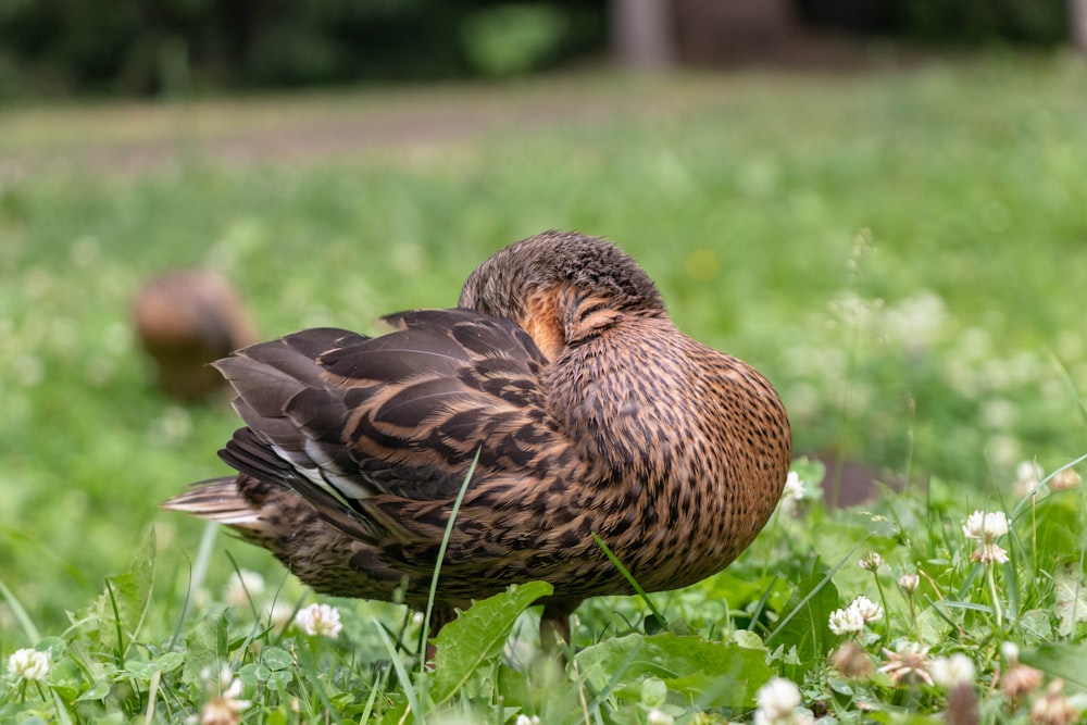 a brown and black bird standing on top of a lush green field