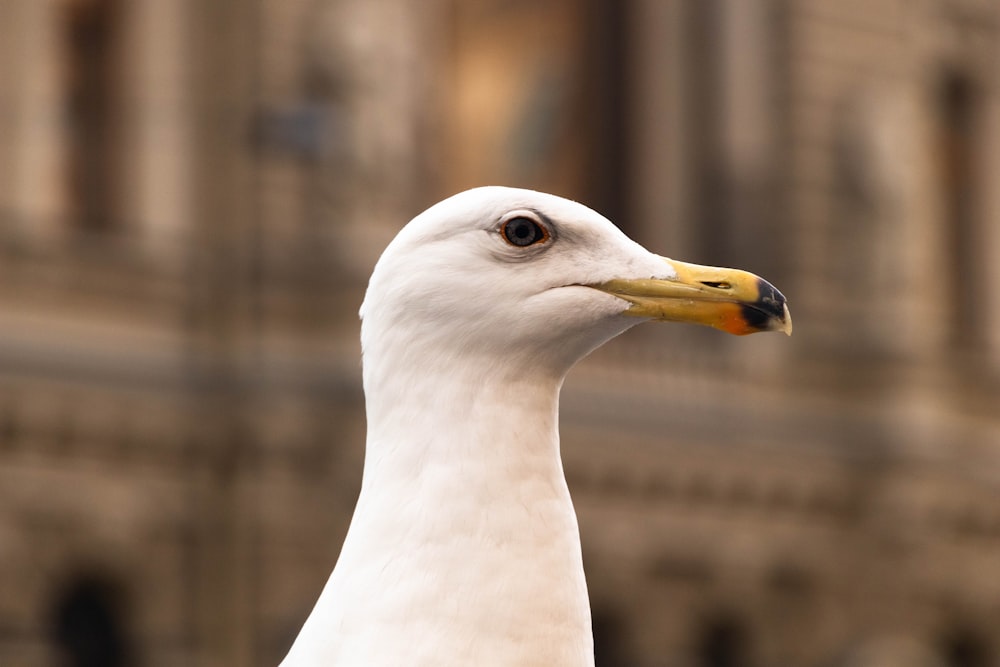a close up of a seagull with a building in the background