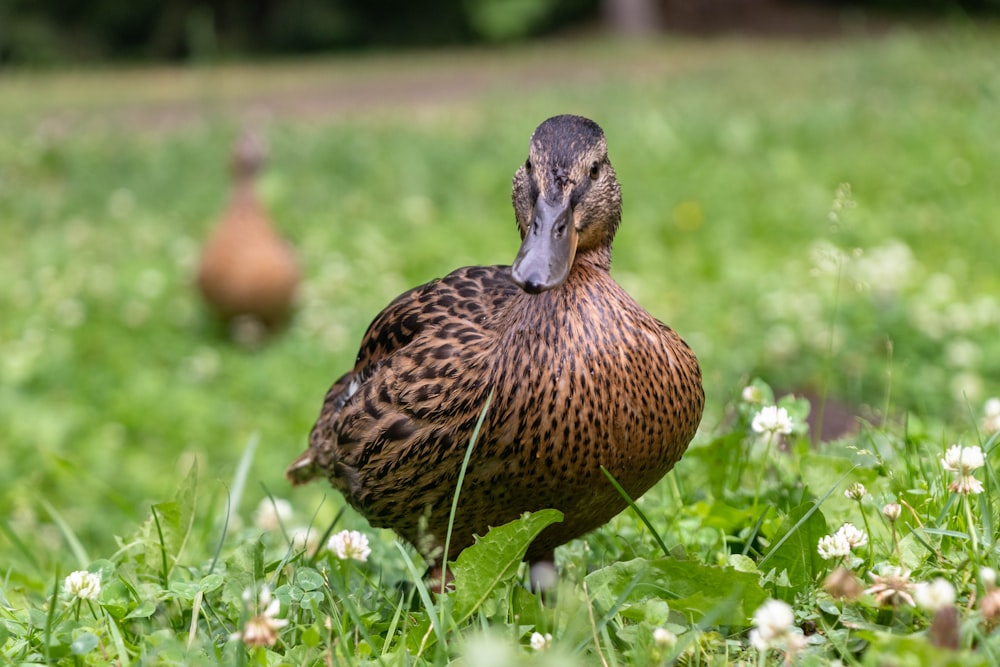 a duck standing in a field of grass