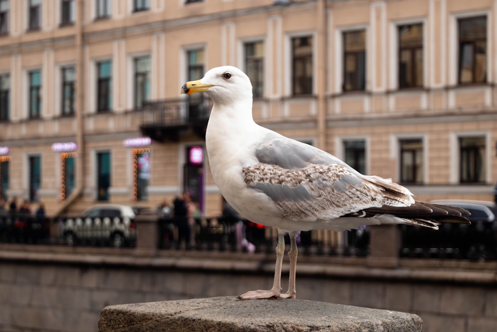 a seagull standing on a ledge in front of a building