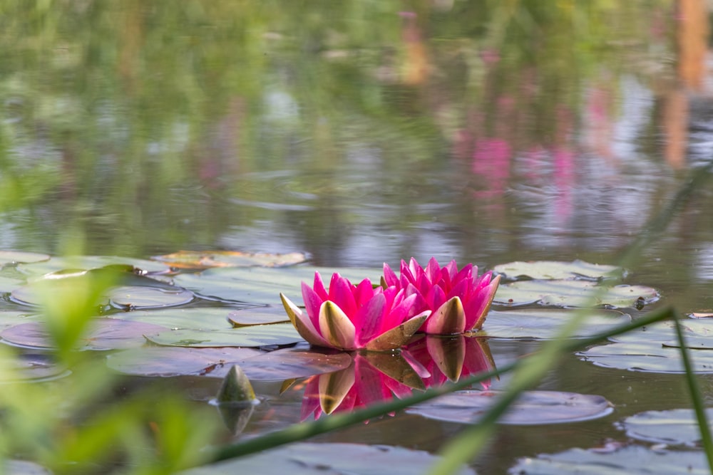 a pink flower floating on top of a body of water