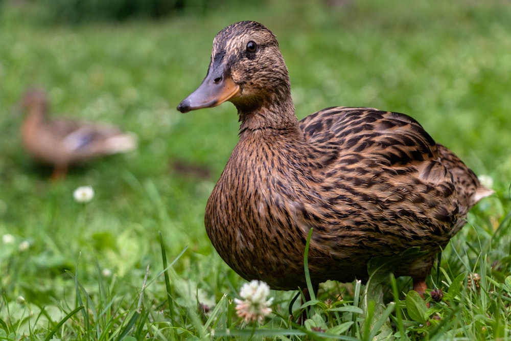 a duck standing in a field of grass