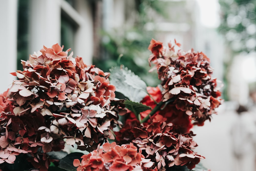 a close up of a bunch of flowers in a vase