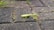 A bright green praying mantis is perched on a textured stone pathway with small patches of grass growing in the seams between the stones.