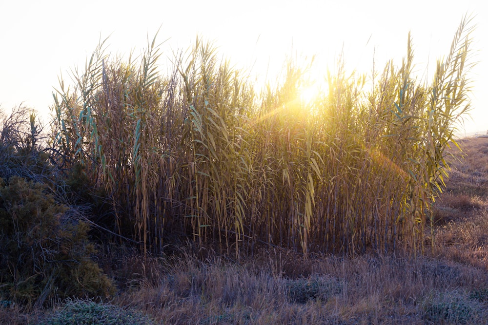 the sun is shining through the tall grass