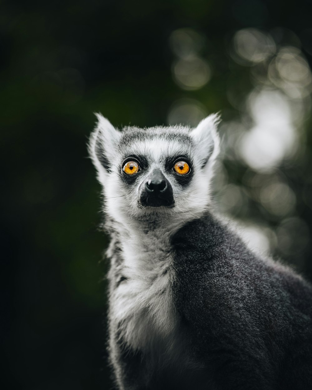 a close up of a small animal with orange eyes