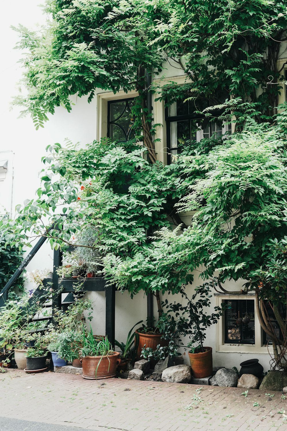 a house with a lot of plants growing on the side of it