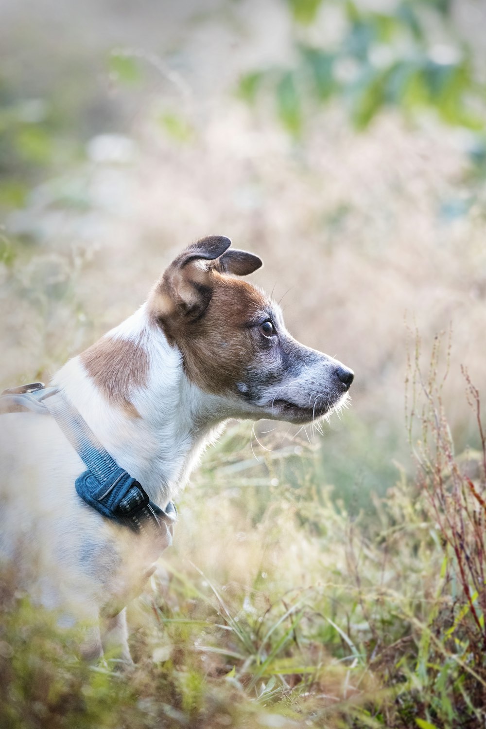 a brown and white dog standing in tall grass