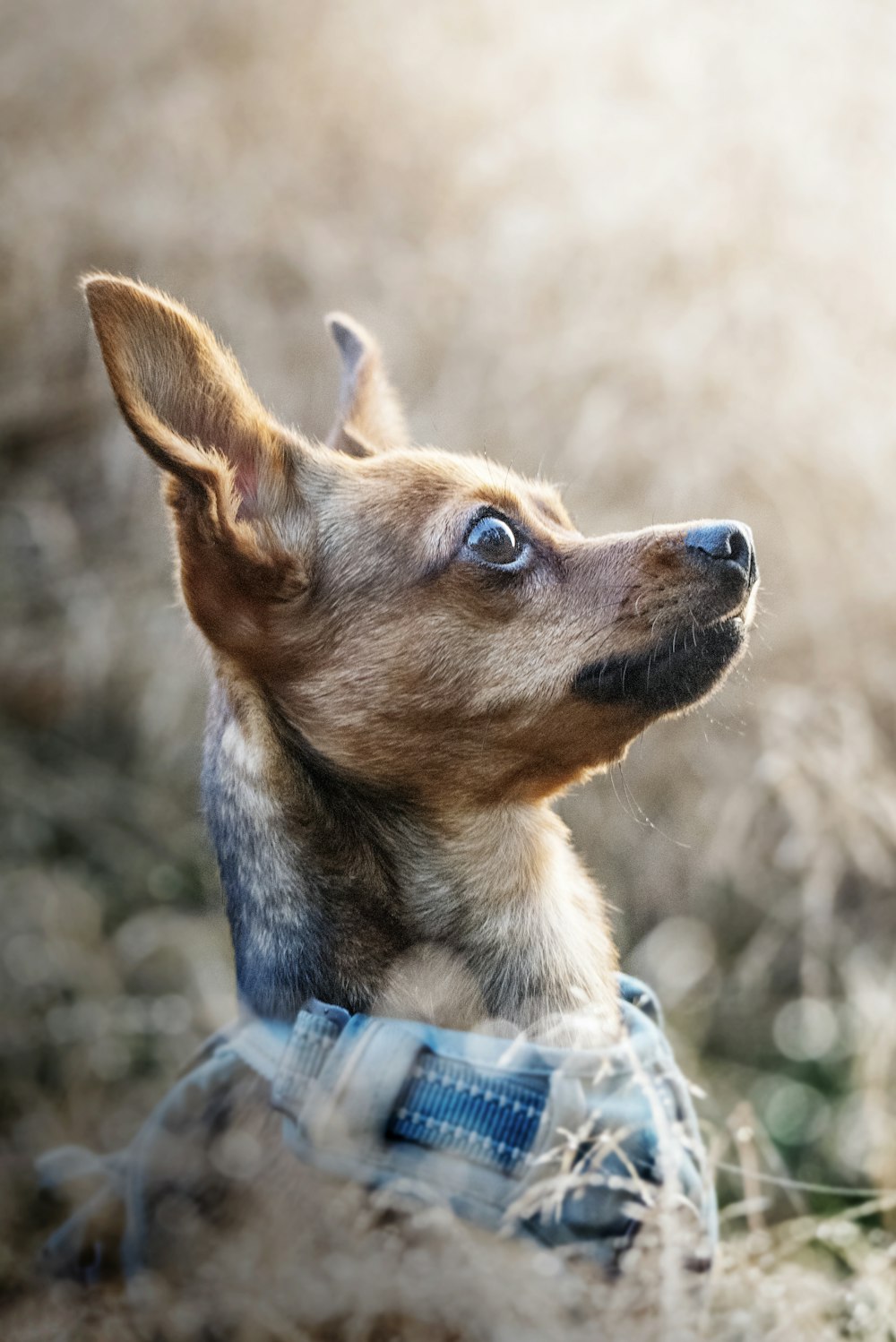 a small dog is sitting in the grass