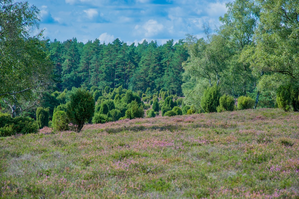 a grassy field with trees in the background