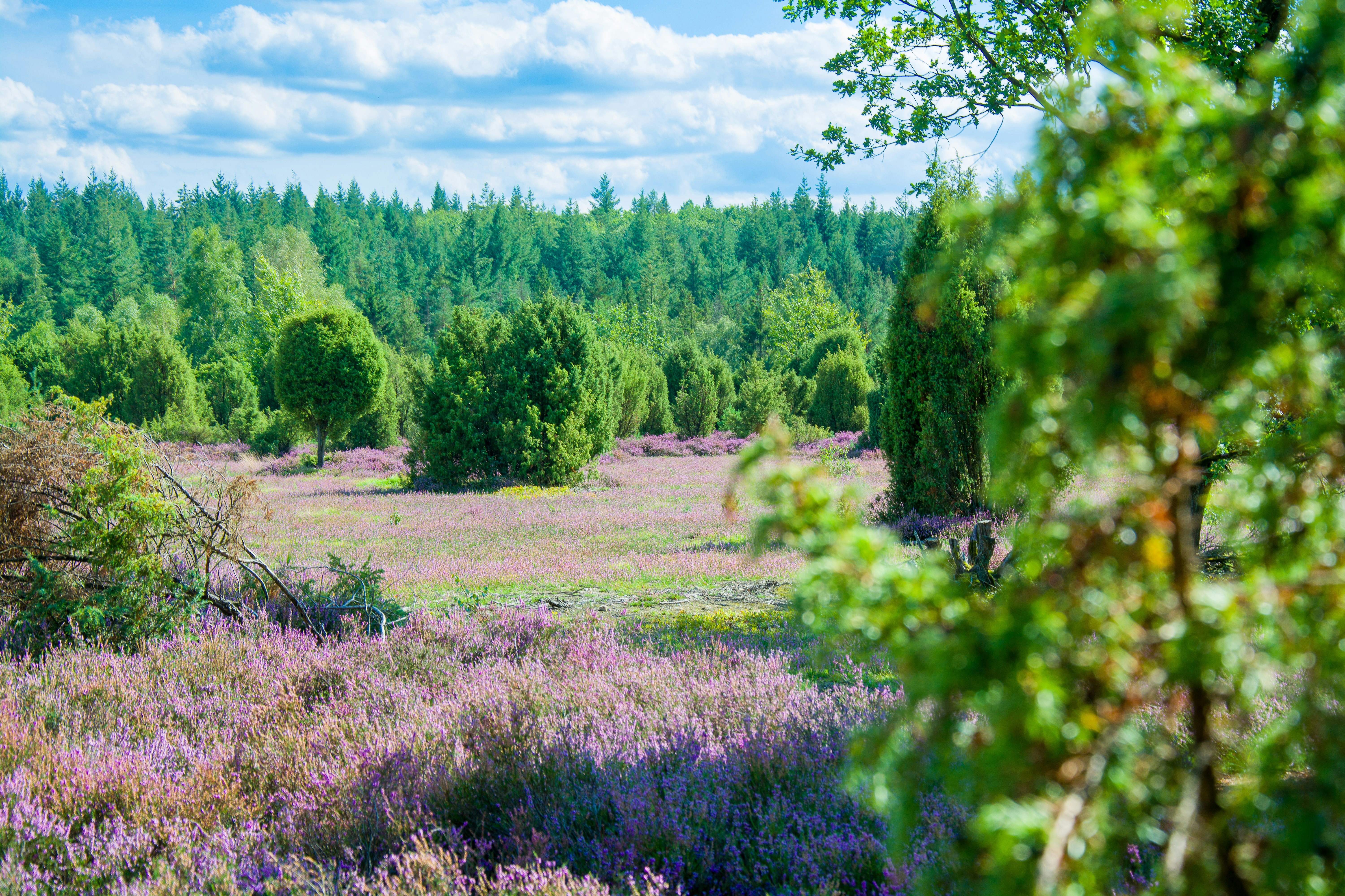 Photo by hanjo_amann