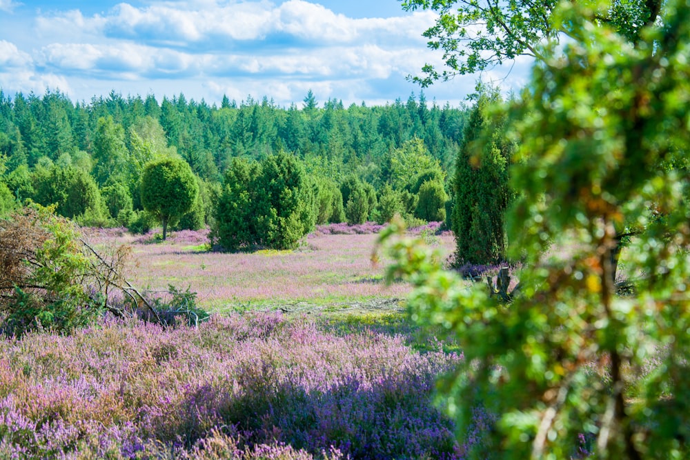 a lush green forest filled with lots of purple flowers