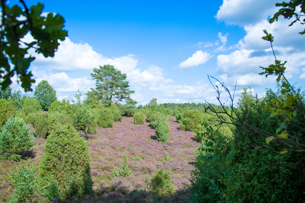 a view of a forest with lots of trees