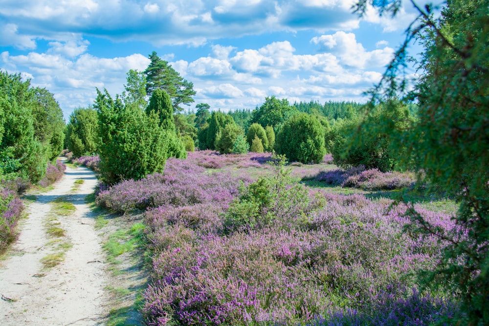a dirt road surrounded by purple flowers and trees