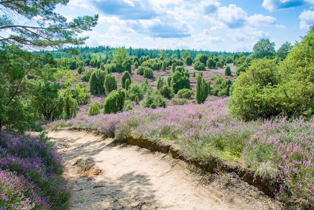 a dirt path surrounded by trees and purple flowers