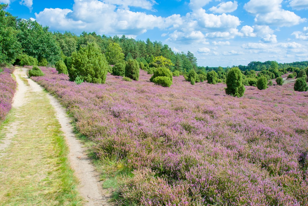 a dirt path in a field of purple flowers