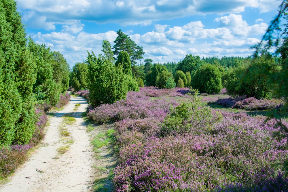 a dirt road surrounded by purple flowers and trees