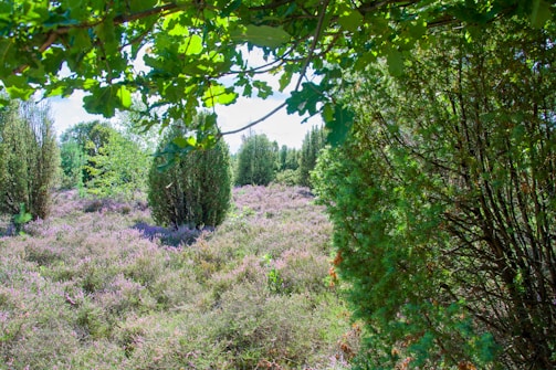 A serene natural landscape featuring a lush green forest with dense trees and bushes. The scene includes blooming heather with vibrant purples and pinks spread across the ground under the warm sun.