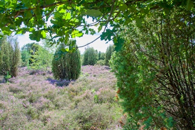 A serene natural landscape featuring a lush green forest with dense trees and bushes. The scene includes blooming heather with vibrant purples and pinks spread across the ground under the warm sun.