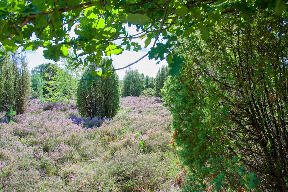 a lush green field with lots of purple flowers