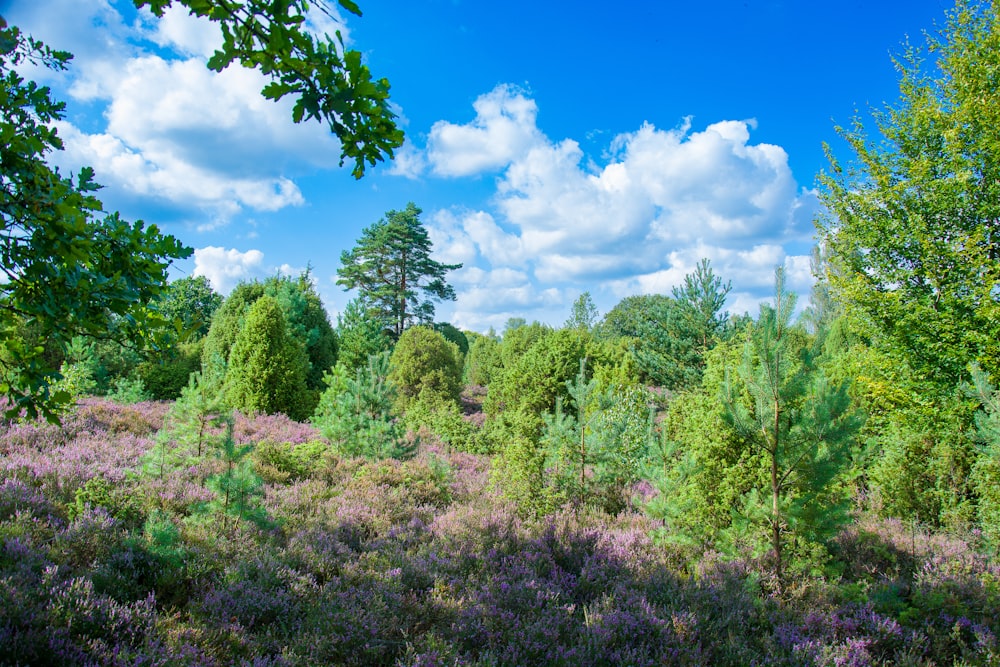 a lush green forest filled with lots of purple flowers