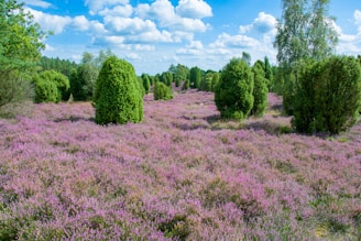 Heather purple blooms framing a quaint clubhouse nestled among mossy greens and slate-grey skies.
