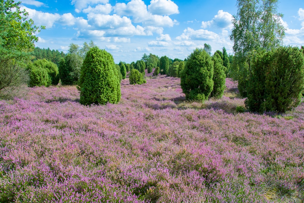a field full of purple flowers and trees